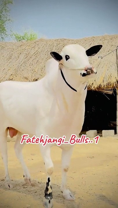 Fatehjungi beauty pure love #reels#foryou#animals#petlover