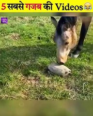 Animal Funny Moments  #shorts #funnyanimals