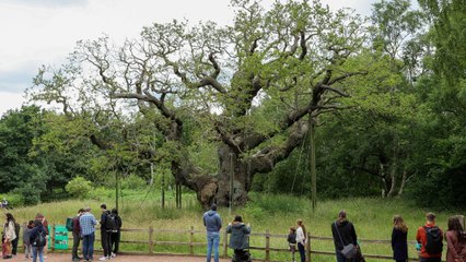 Online conspiracy theorists blasted for fake Robin Hood tree death rumour