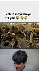 Don't mess with Lions 