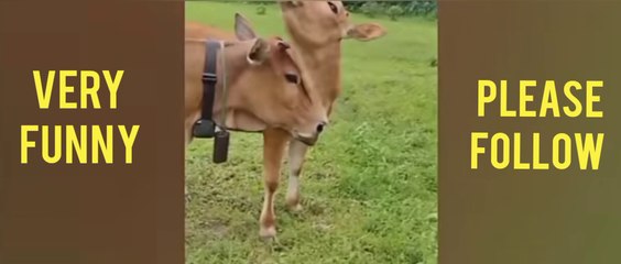 Very very funny/funny animal/