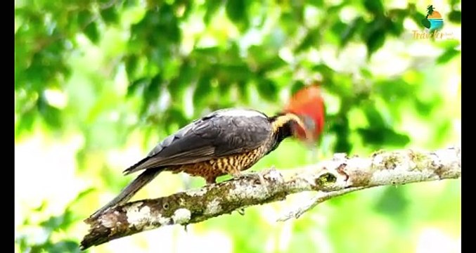 wold most beautiful birds 8K ULTRA HD