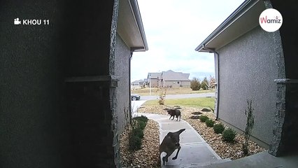 Dueño no puede creer lo que ve cuando su labrador le trae a casa un compañero inesperado (Vídeo)