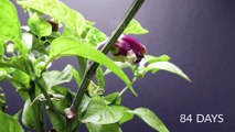 I Filmed Plants For 15 years _ Time-lapse Compilation