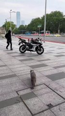 Funny  Cat Video