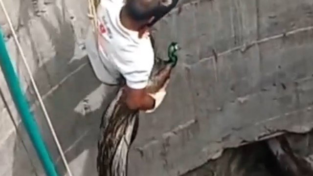 Pfau aus 15 Meter tiefem Brunnen gerettet, nachdem er 24 Stunden lang darin gefangen war