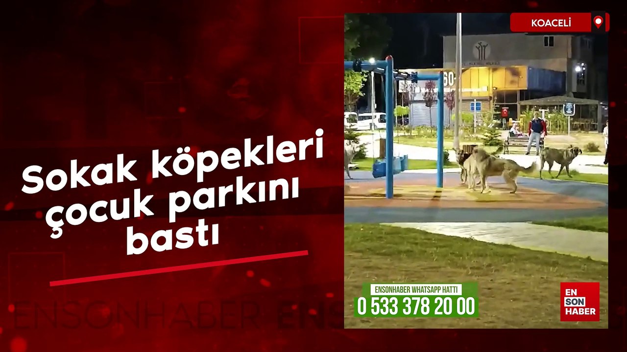 Kocaeli'de başıboş sokak köpekleri çocuk parkını bastı