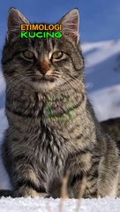 Asal Usul Kata Kucing