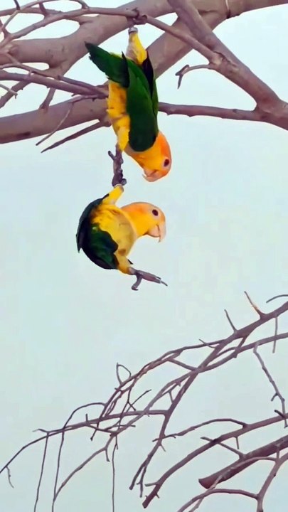 Pet Cats Beautiful Bird And Animal 4K HD Adorable Photography By Nature.