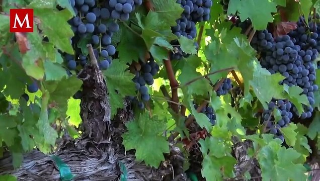 Científicos descubren una relación entre las uvas y la extinción de los dinosaurios