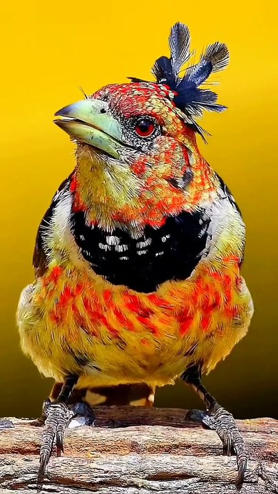 Pet Cats Beautiful Bird And Animal 4K HD Adorable Photography By Nature.