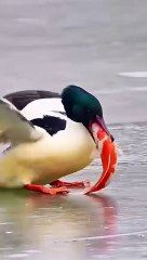 Pet Cats Beautiful Bird And Animal 4K HD Adorable Photography By Nature.