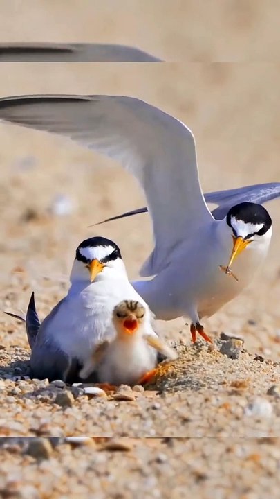 Pet Cats Beautiful Bird And Animal 4K HD Adorable Photography By Nature.