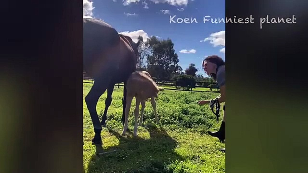 Animals most funniest video ever part 2