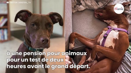 Une famille confie ses deux chiens à une pension : 2 heures plus tard, l’inimaginable se produit