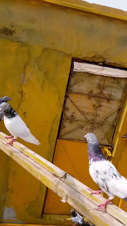 Beautiful Birds