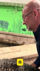 Guy Pets Giant Alligator