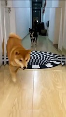 Adorable and Hilarious Dogs & Cats That Will Make Your Day 🐶🐱