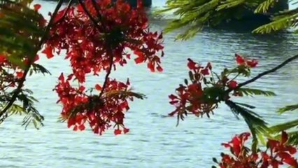 Câu hẹn câu thề - Tác giả Đình Dũng