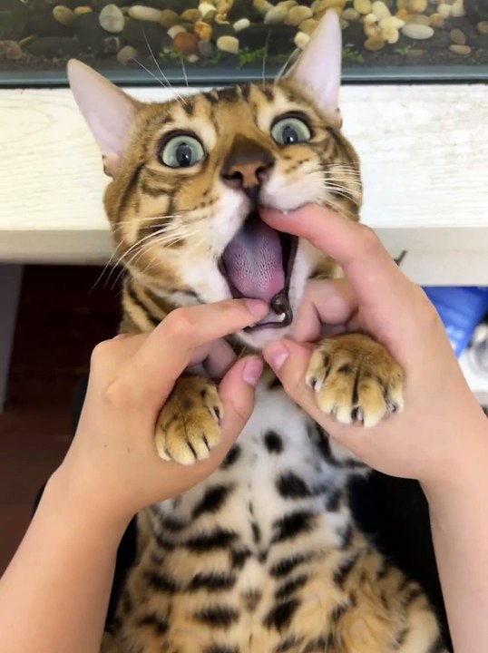 Funny Cat Videos