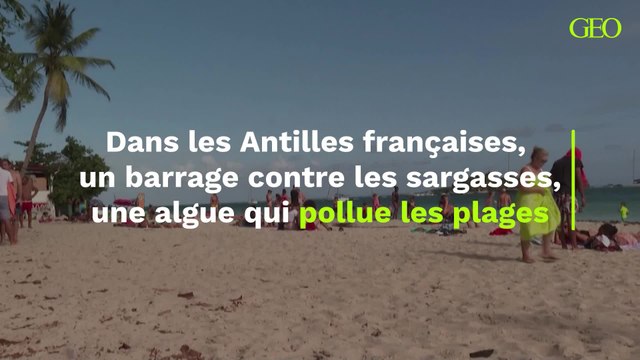 Dans les Antilles françaises, un barrage contre les sargasses, cette algue qui pollue les plages