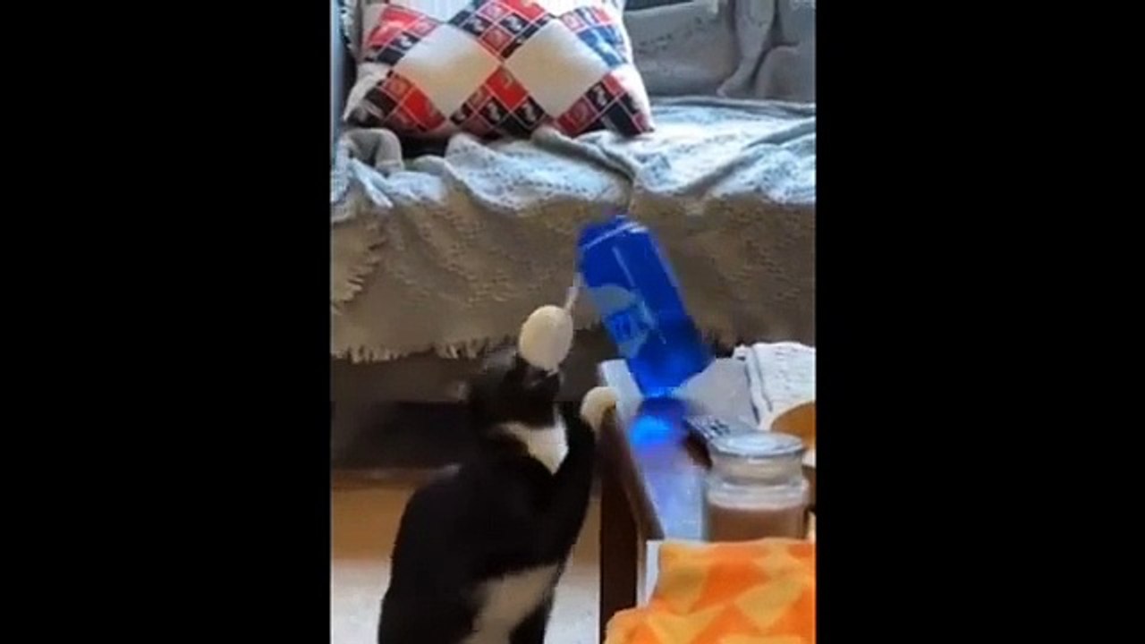Funny video# funny animals video