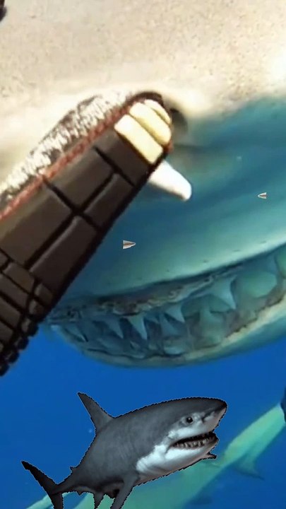 البحروقروشه  Sharks