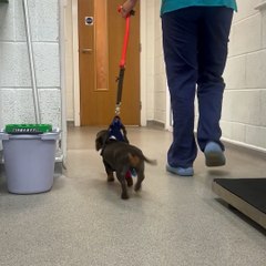 Rizzo the Daschund puppy recovering well after big brother accidentally fell on her