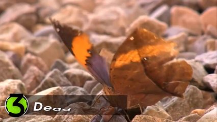 10 Most Beautiful Butterflies on Planet Earth