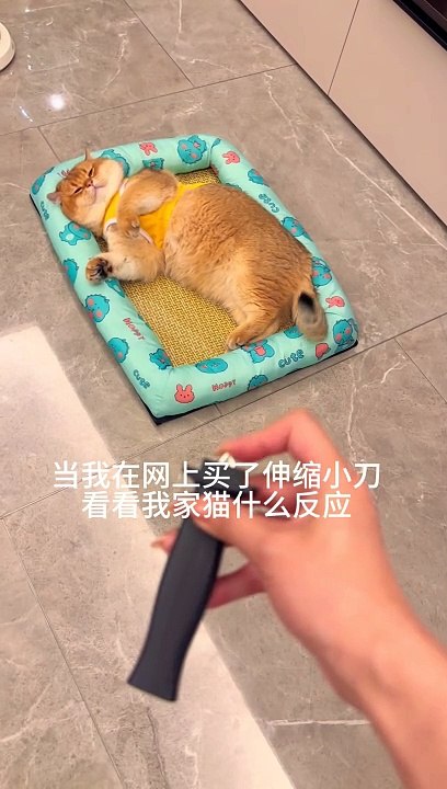 Hahahaha    so cute! Have you ever seen a kitten that stomps its feet in anger? #金三库 #cutepet debut plan #it’s really like a little baby #the fun of the shovel officer