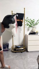 #recordcat daily life is so crazy 