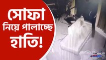 jalpaiguri resort elephant attack