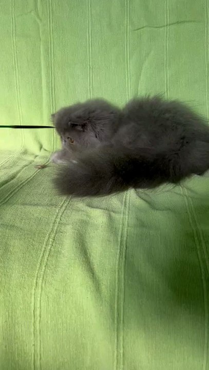 micia