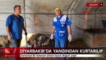 Yangından kurtarılıp Osmaniye’de tedaviye alınan koyun doğum yaptı