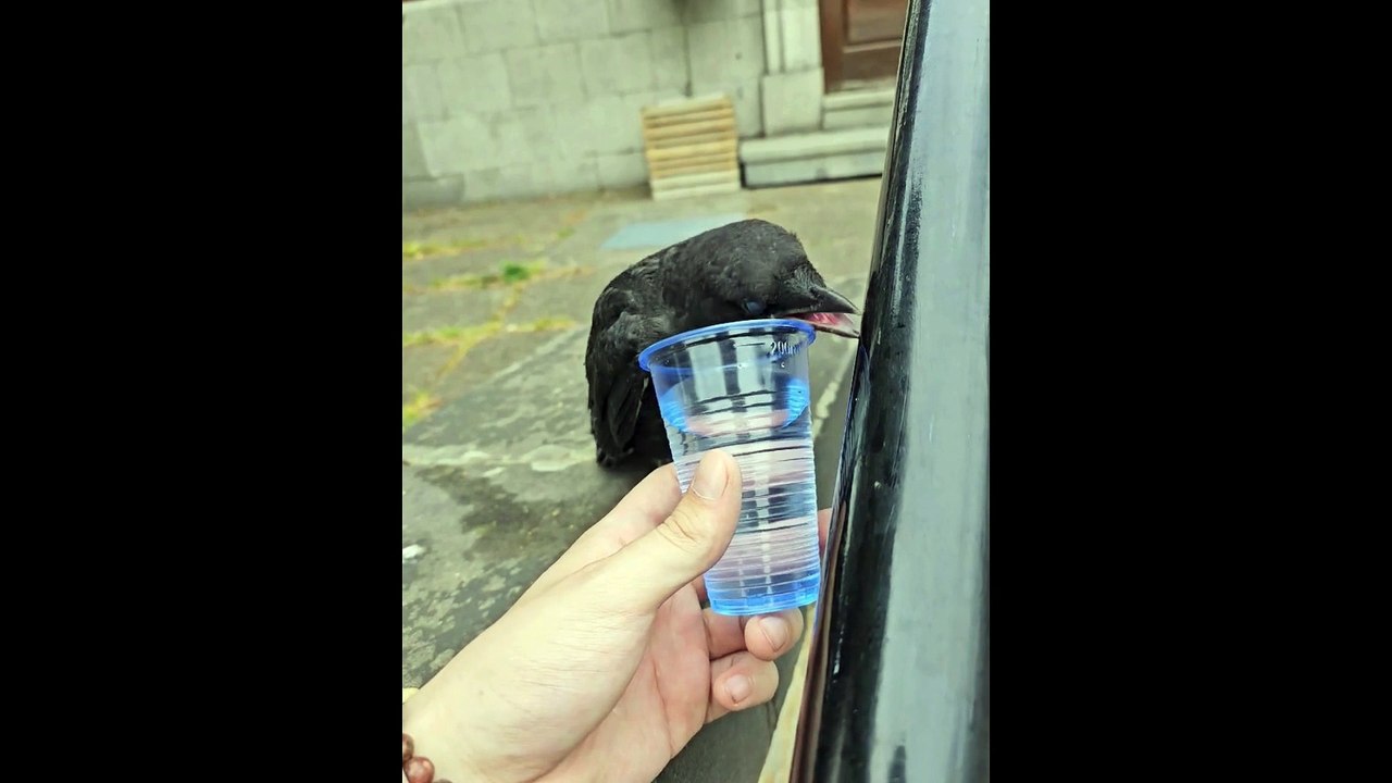 Chesterfield residents help cute crow