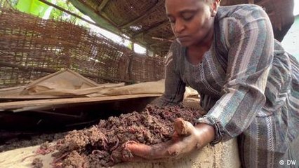 Ethiopian farmers benefiting from vermicompost