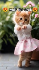 cat cute   dance #shorts #viral  #comedy #funny #short #koushalmonga