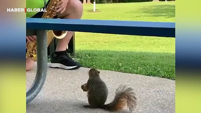 Her sabah parka gelirken kayıt ediliyor: Saksafon dinlemeye gelen sincabın görüntüleri izlenme rekoru kırdı