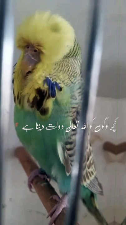 Birds 2.7.2024