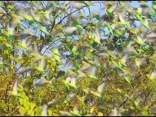 Szkoła Podstawowa w Sadowiu - amazing video - 828694992513340(HD)