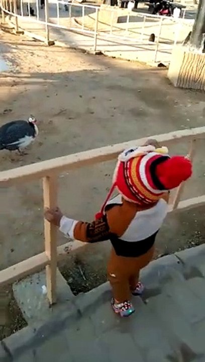 white turkey