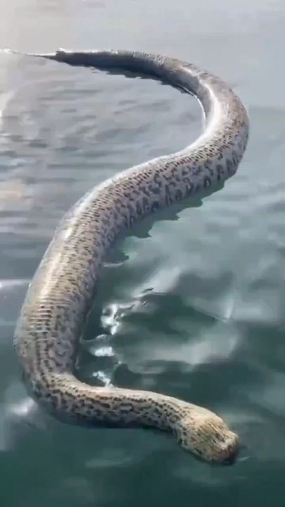 Ce serpent géant a été trouvé par des pêcheurs dans un lac dans l’état brésilien de Tocantins.Le reptile était probablement mort.