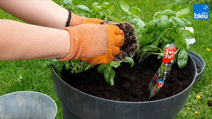 Roland Motte, jardinier : comment réussir son plant de basilic ?