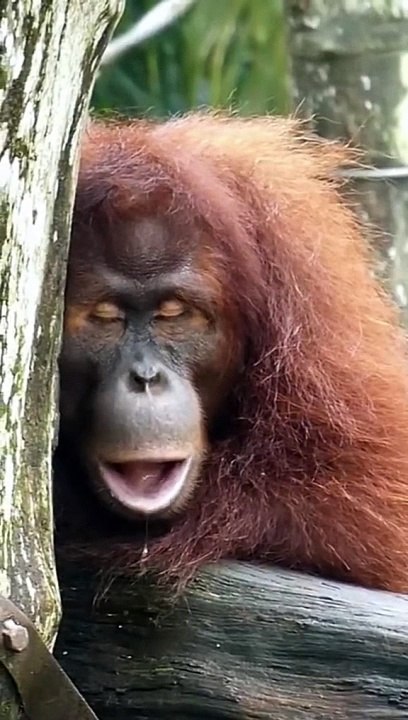 Funny animals videos pets monkey  very funny