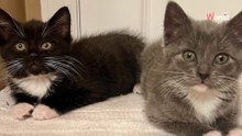 Rescatan a un gatito de un desagüe y se dan cuenta de algo en los días siguientes