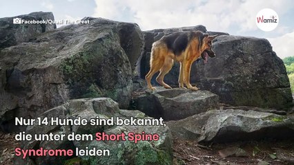 Descargar video: Auf der ganzen Welt leiden nur 14 Hunde an dieser seltenen Krankheit (Video)