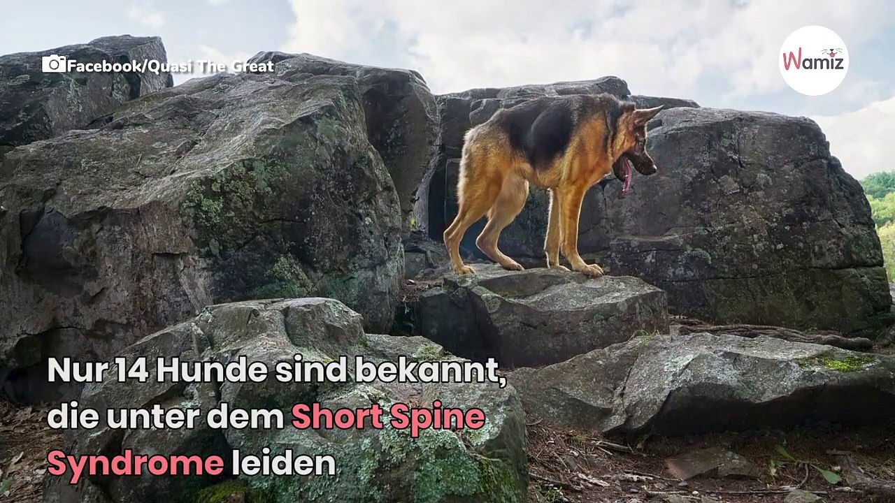 Auf der ganzen Welt leiden nur 14 Hunde an dieser seltenen Krankheit (Video)