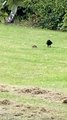 Rat Successfully Escapes Two Crows Attacking it