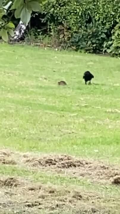 Rat Successfully Escapes Two Crows Attacking it