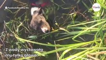 Słyszą dobiegające z krzaków jęki. Kiedy podchodzą bliżej, są przerażeni